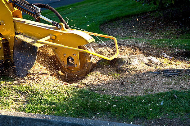 Best Sod Installation  in Plymouth, NC